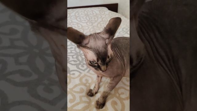 Кот кусака забияка смотреть онлайн