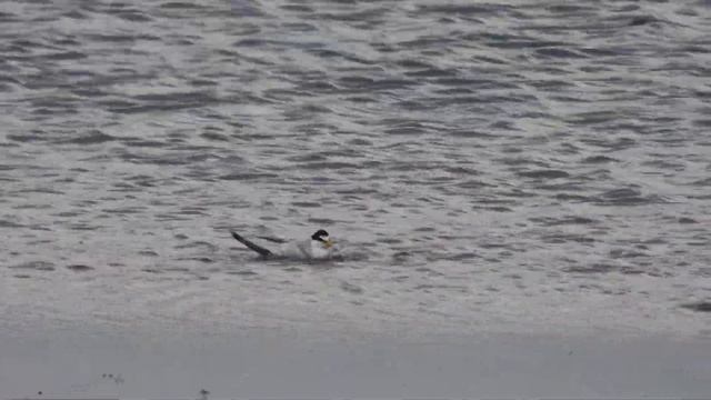 Little Tern, Fraticello (Sternula albifrons) смотреть онлайн