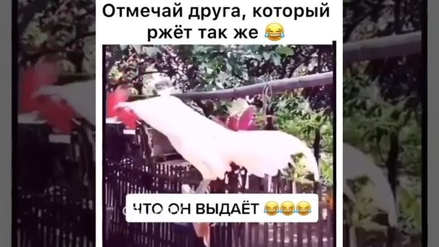 угарающий петух смотреть онлайн