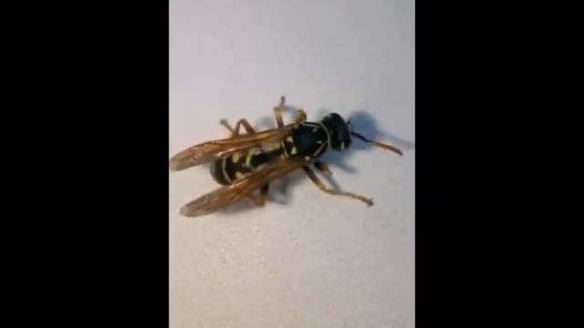 Оса Смешное видео Vine Попробуй не заржать смотреть онлайн