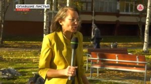 Опавшие листья 2022-09-22