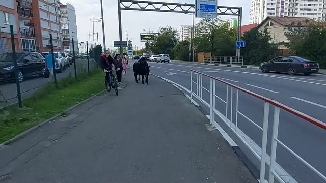 Офигеть, коровы на дороге. Сочи. смотреть онлайн