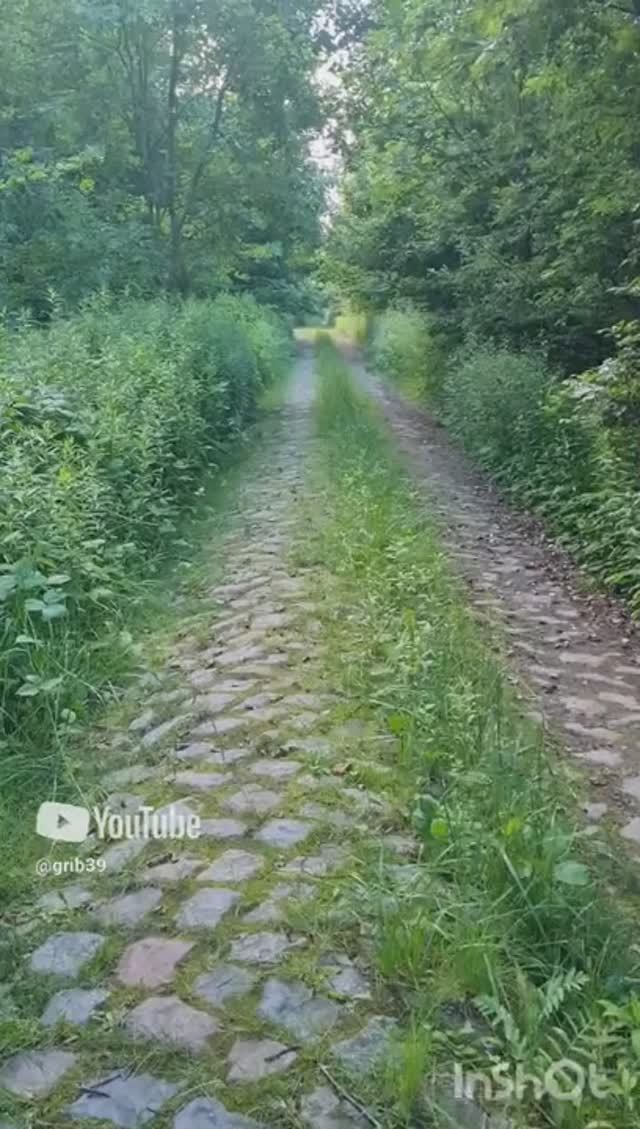 ЛЕС, отдельное царство, глазами грибника🔥 #shorts смотреть онлайн