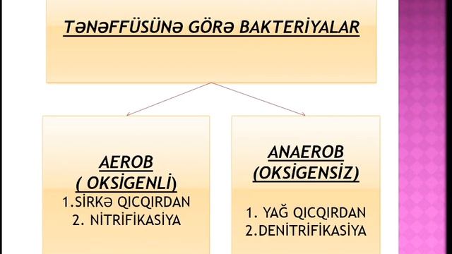 Bakteriyalar aləmi,bakteriyalarin müxtəlifliyi və çoxalması смотреть онлайн