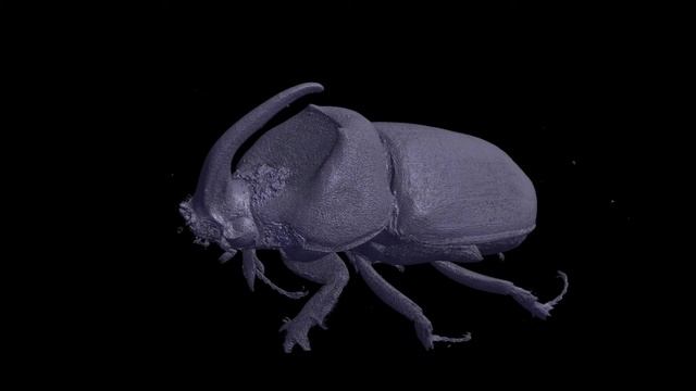 evALLution - 3D models of male and female rhinoceros beetles смотреть онлайн
