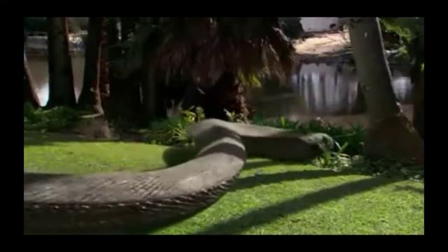 MUSICA ROK KOMODO VS COBRA !!! смотреть онлайн