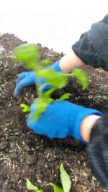 Помидоры в теплицу! Пересаживаем смотреть онлайн