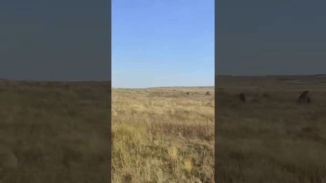 утренняя проверка лошадей смотреть онлайн