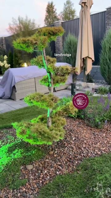 Ниваки лиственница бонсай #ниваки #nivaki #bonsay #лиственница #декоративнаяотсыпка смотреть онлайн