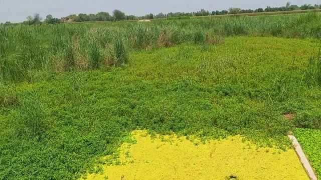 beass river in pakistan | river bias passes under the BS link canal | beass river history in urdu смотреть онлайн