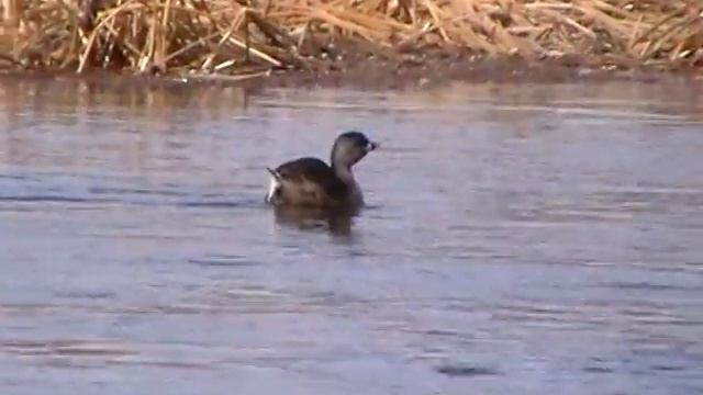 Pied-billed Grebe смотреть онлайн