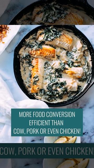 Pangasius: all facts at a glance смотреть онлайн