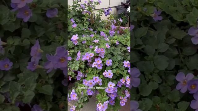 НЕОЖИДАННОЕ БАБЬЕ ЛЕТО НА УЛИЦЕ +20 ЯРКОЕ СОЛНЦЕ ЦВЕТЫОТДАЮТ НАМ ВСЕ СВОИ ПОСЛЕДНИЕ СИЛЫ смотреть онлайн