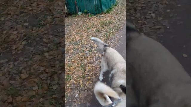 Встреча Беляша с местными песелями.