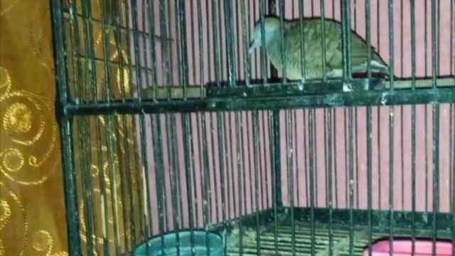 Perkutut yang mitos nya bisa menjadi ular смотреть онлайн