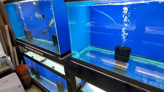 3500+ Gallon Fishroom Tour