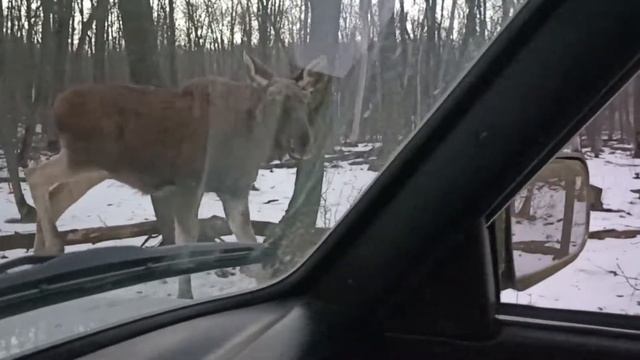 Неожиданная встреча с лосем в лесу. смотреть онлайн