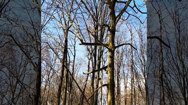 весна в лесу.spring.звуки природы.Лес смотреть онлайн
