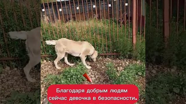 Гера просит о помощи, г.Тула смотреть онлайн