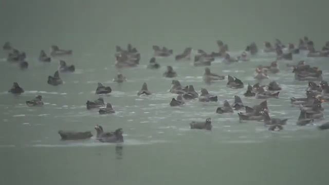 千島列島 ヤンキチャ島 シラヒゲウミスズメ Whiskered Auklet of Yankicha Island｜西遊旅行 смотреть онлайн