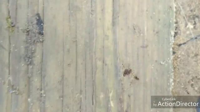 Massive amount of parasitic Lasius queens under woos смотреть онлайн