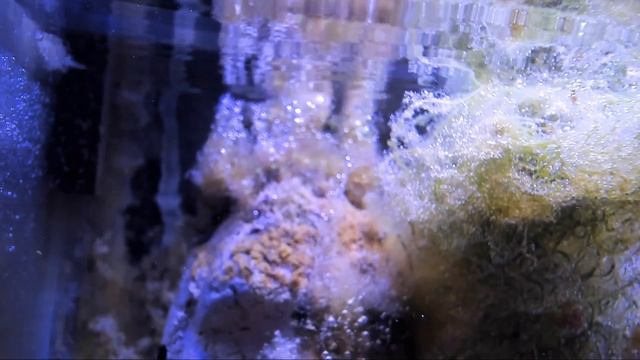 Морской Аквариум Электросталь Full HD 1920×1080 60p мальки апогона