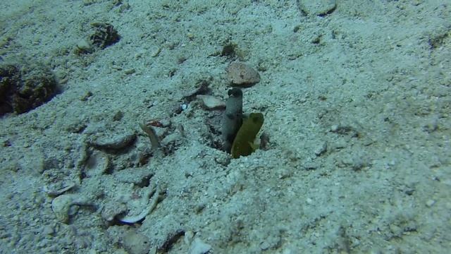 Banded shrimp goby at Twins Koh Nangyuan - THAILAND - смотреть онлайн