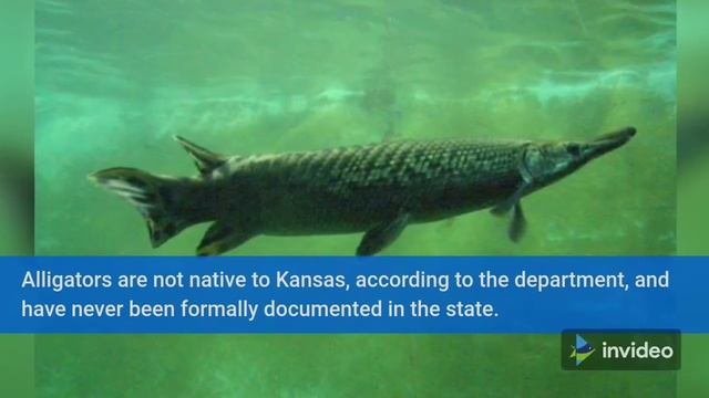 Alligator Gar Fish Caught in Kansas is First Ever Recorded in State смотреть онлайн