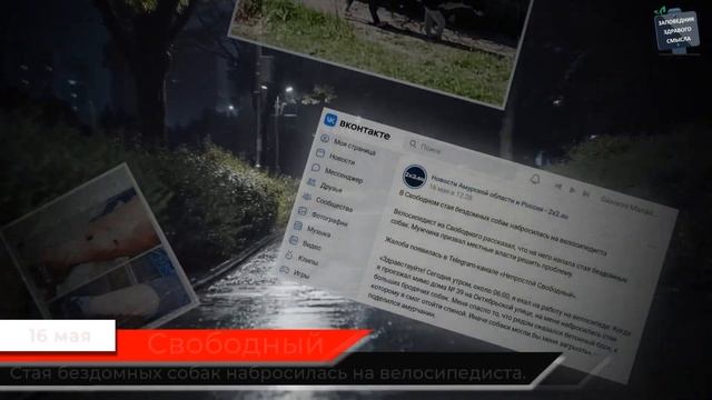 Статистика нападений бродячих собак за май 2024 смотреть онлайн
