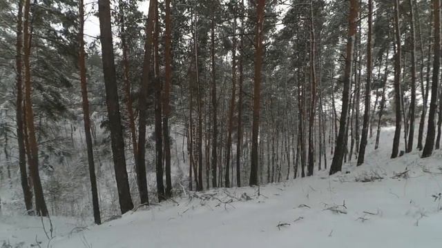 Зимний лес. Как шумит лес?? Очень много снега. #лес #зимнийлес #красотаприроды #shorts смотреть онлайн