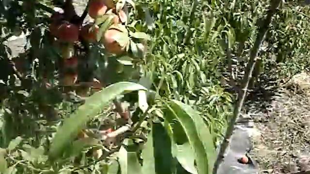 Сорт персика Кросби 2015