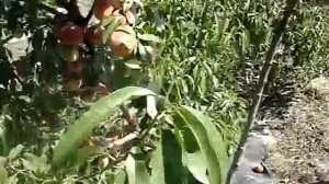 Сорт персика Кросби 2015