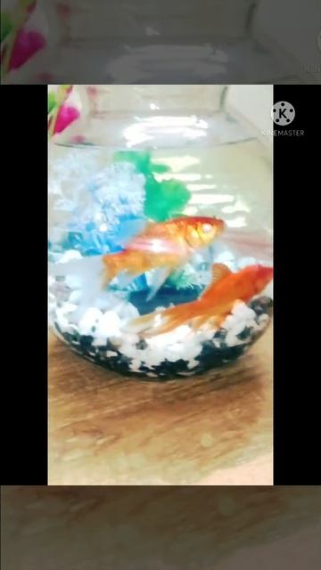 #MJEN-DHAKA-Mini AQUARIUM смотреть онлайн