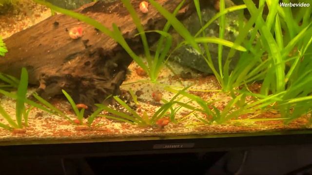 Danke! | Problemlösung 800l | Aquarien Updates #8| Dezember 2019 смотреть онлайн