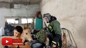 Деревенская Жизнь/Пришлось применить Лошадиный транквилизатор/Башкирская Лошадь