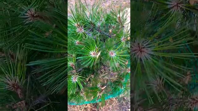 Деревья в Краснодаре #городскаяжизнь #краснодар