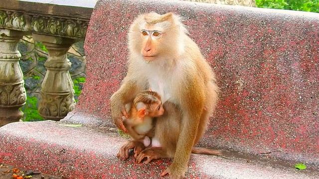 Oh God.! Mom Used Hot Lessons To Baby Because Tired, Pity Tiny Baby Just Want In Staying Near Mom