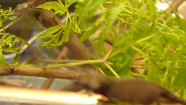 Calumma nasutum/ Calumma boettgeri смотреть онлайн