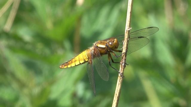 Platbuik Libellula depressa, vrouwtje, vliegend (slow motion) смотреть онлайн