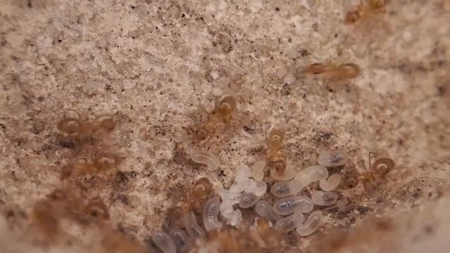 Nylanderia arenivaga смотреть онлайн