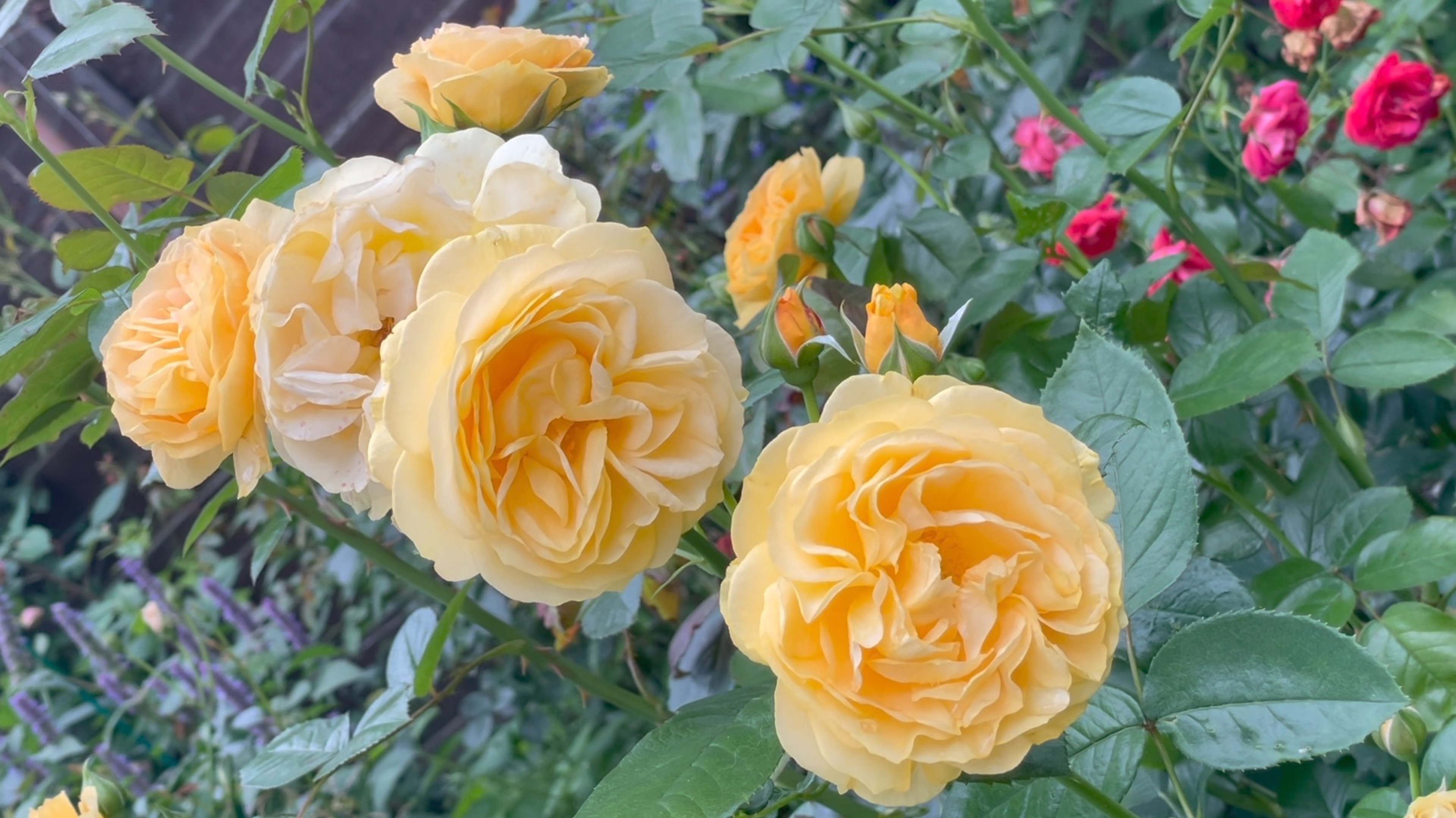 Сентябрь в Саду 3 сентября 2023 часть 4