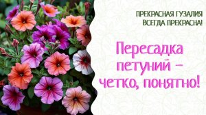Петунии через месяц после всходов пересаживаем. Кормилица Микориза, 33 Богатыря...Все секреты!