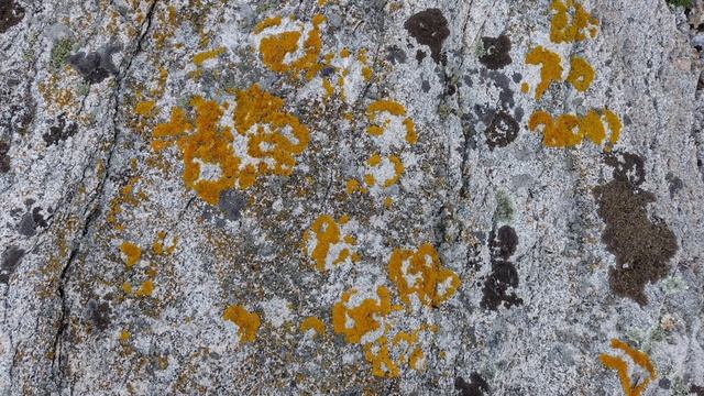 Доедая третий пончик...читаю, размышляю...