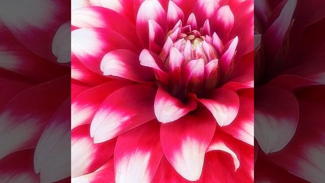 Floral Video 42 #beautifulflowers смотреть онлайн