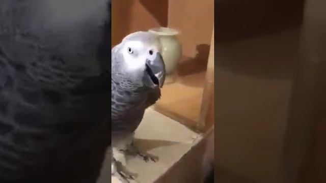 папугай мусуманский слова смотреть онлайн