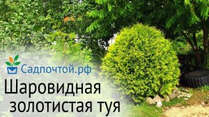 Туя западная «Голден Глоб» или «Золотой шар»  шаровидная, золотистая, не подгорает.  #садпочтой