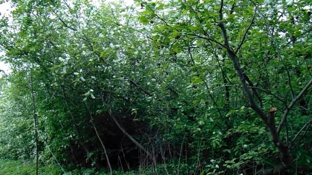 Соловей,песня. смотреть онлайн