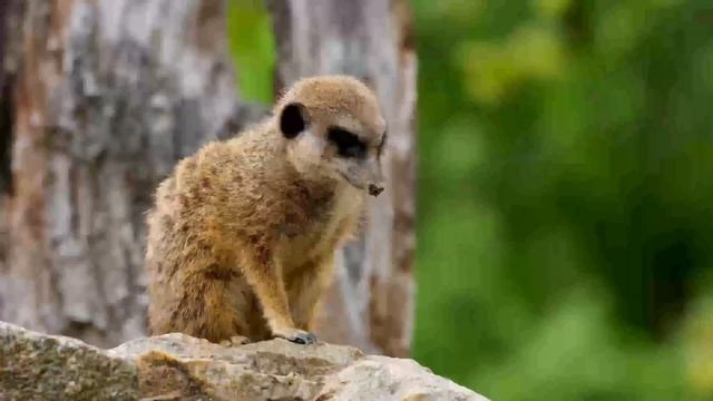 Meerkat & meerkat sounds & what sounds does a meerkat make смотреть онлайн