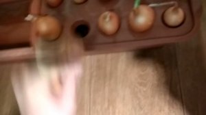 Проращивание лука на зелень в домашних условиях три способа