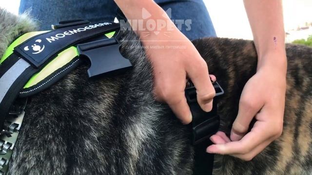 Видео-инструкция для шлейки MoeMoeBear от MiloPets смотреть онлайн